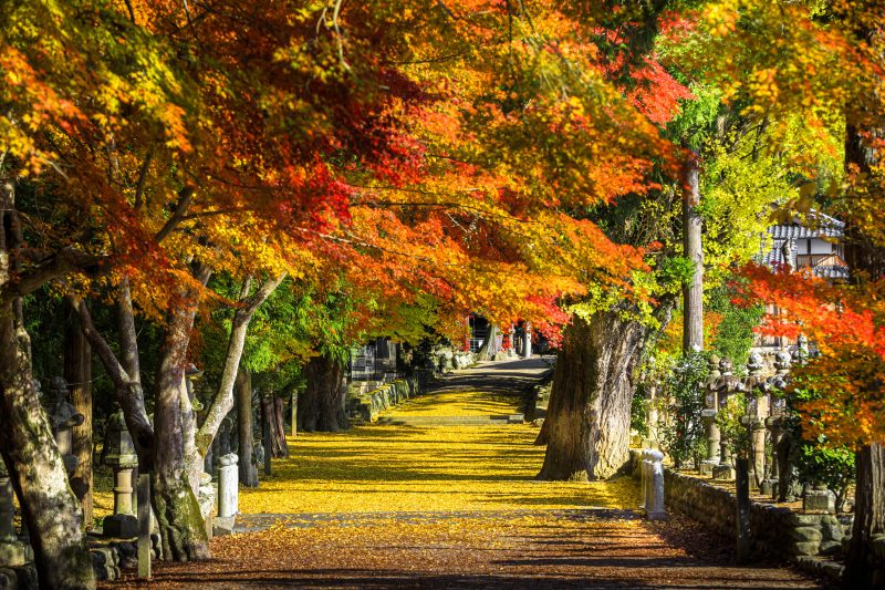 積田神社の写真「紅葉と黄金のじゅうたん」