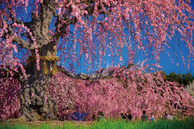 鈴鹿の森庭園の写真「力強い幹」
