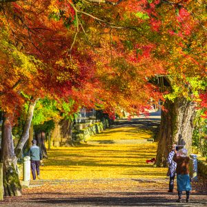 紅葉に誘われて