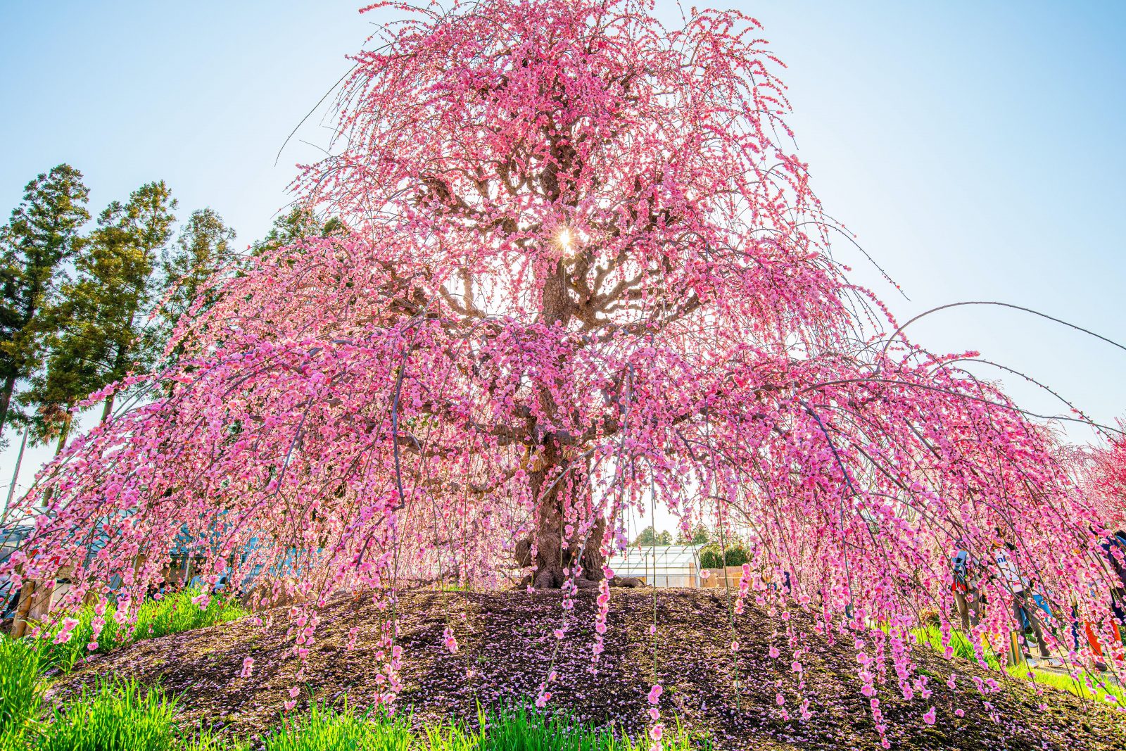 鈴鹿の森庭園の写真「神々しい枝垂れ梅」