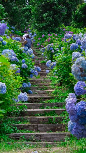 無料スマホ壁紙「紫陽花の階段」