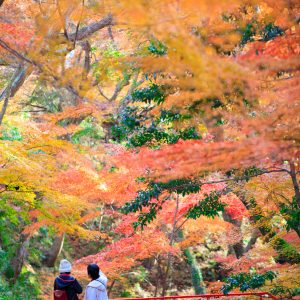 赤い橋と紅葉