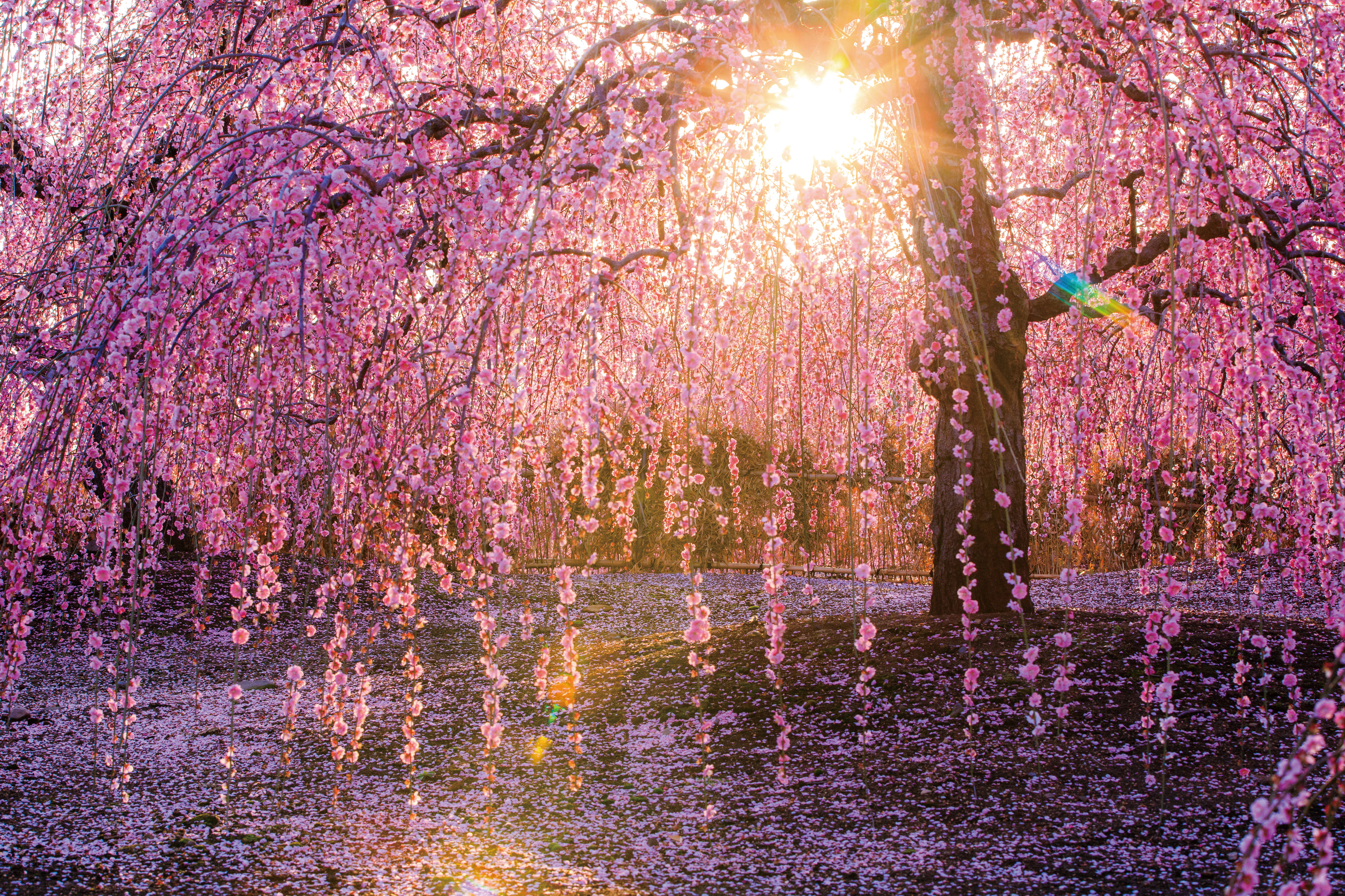 鈴鹿の森庭園のフリー写真素材「逆光で輝く枝垂れ梅」 | 三重フォト