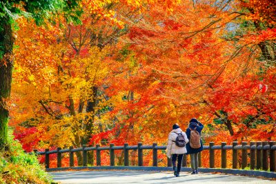 水沢もみじ谷の写真「谷の上まで伸びる紅葉」