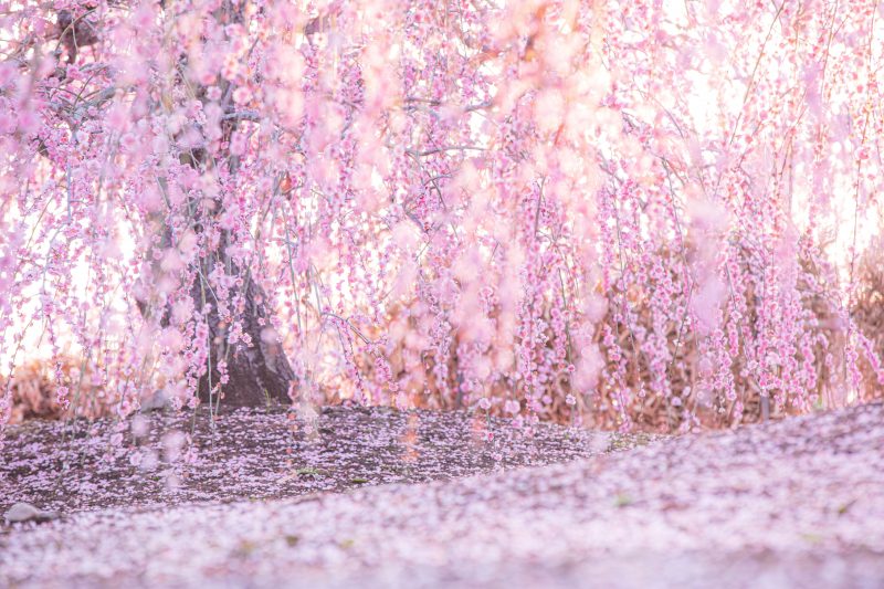 鈴鹿の森庭園の写真「梅のじゅうたん」