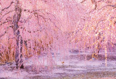 鈴鹿の森庭園の写真「枝垂れ梅の舞」
