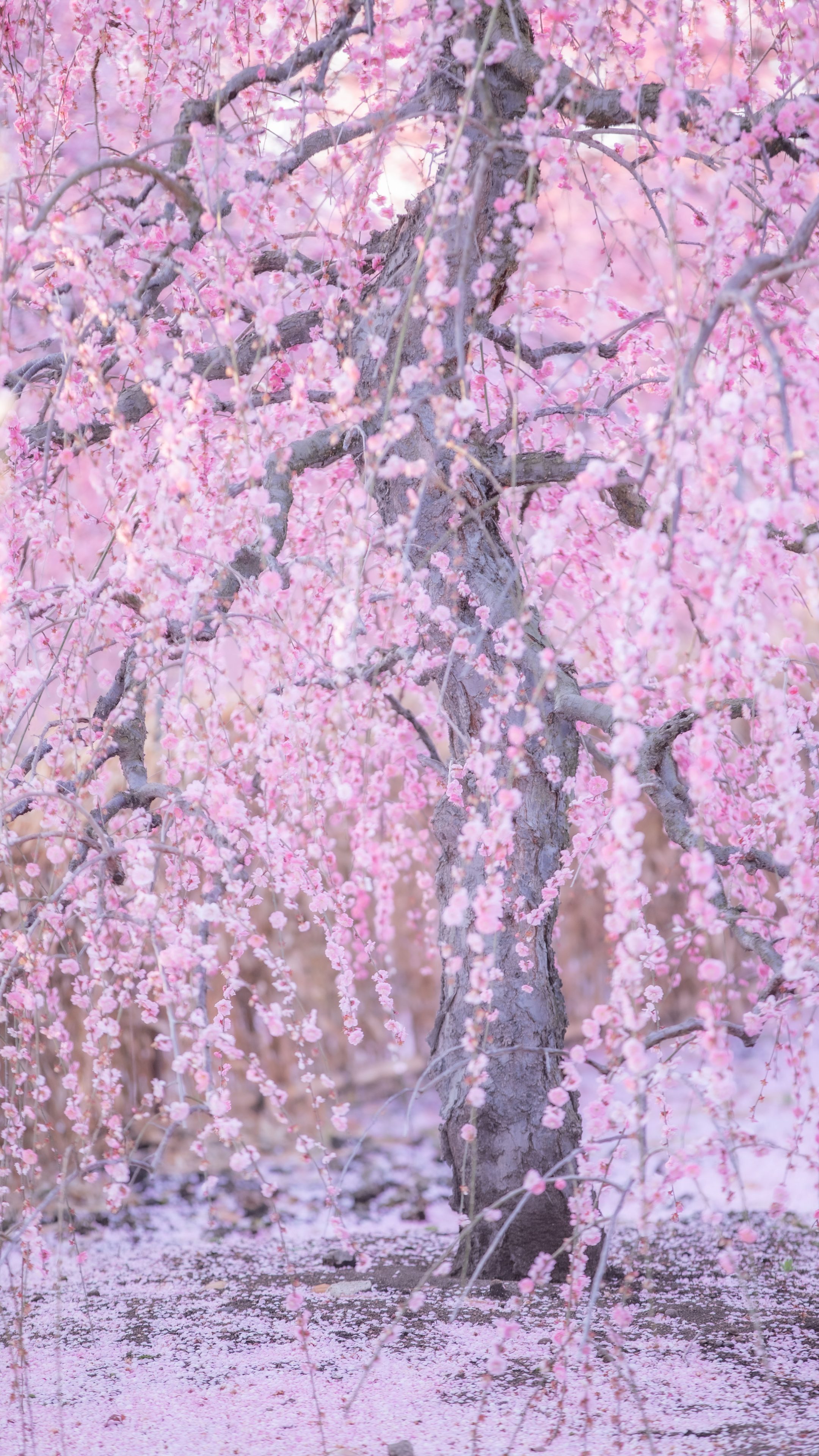 無料スマホ壁紙 梅一色。AndroidとiPhoneに対応した4K高画質の無料待ち受け画像。三重県鈴鹿市の鈴鹿の森庭園で撮影したフリー写真素材