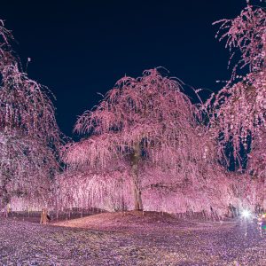 夜に舞う枝垂れ梅