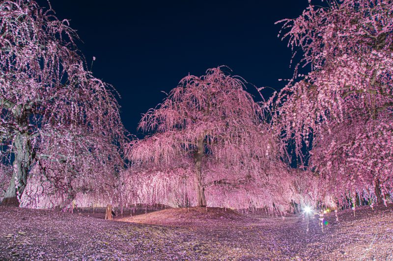 鈴鹿の森庭園の写真「夜に舞う枝垂れ梅」