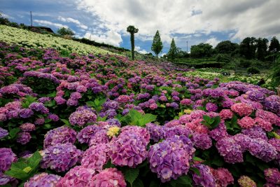 かざはやの里の観光情報と写真一覧