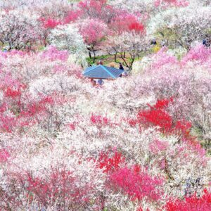 運気が上がる待ち受け まるで桃源郷の梅林園。AndroidとiPhoneに対応した4K高画質の無料スマホ壁紙。三重県いなべ市のいなべ市農業公園（梅林公園）で撮影したフリー写真素材