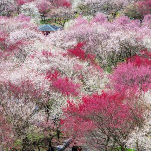 梅林公園を歩く人