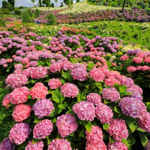 紫陽花の花園