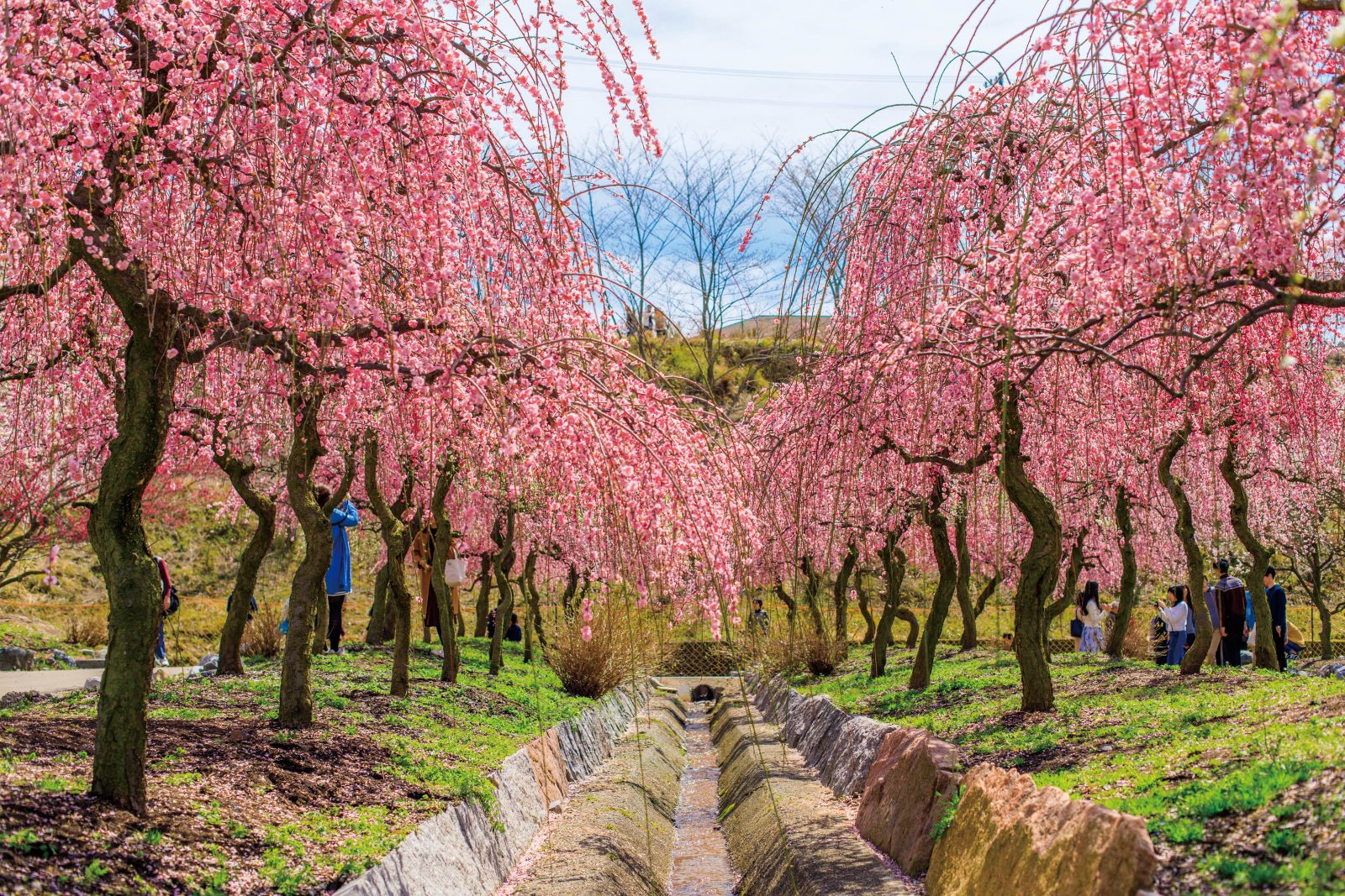 いなべ市農業公園（梅林公園）の写真「梅林園の水路」