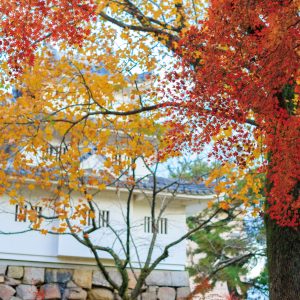 津城（お城公園）の写真「津城の紅葉」