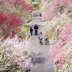 紅白の梅林公園