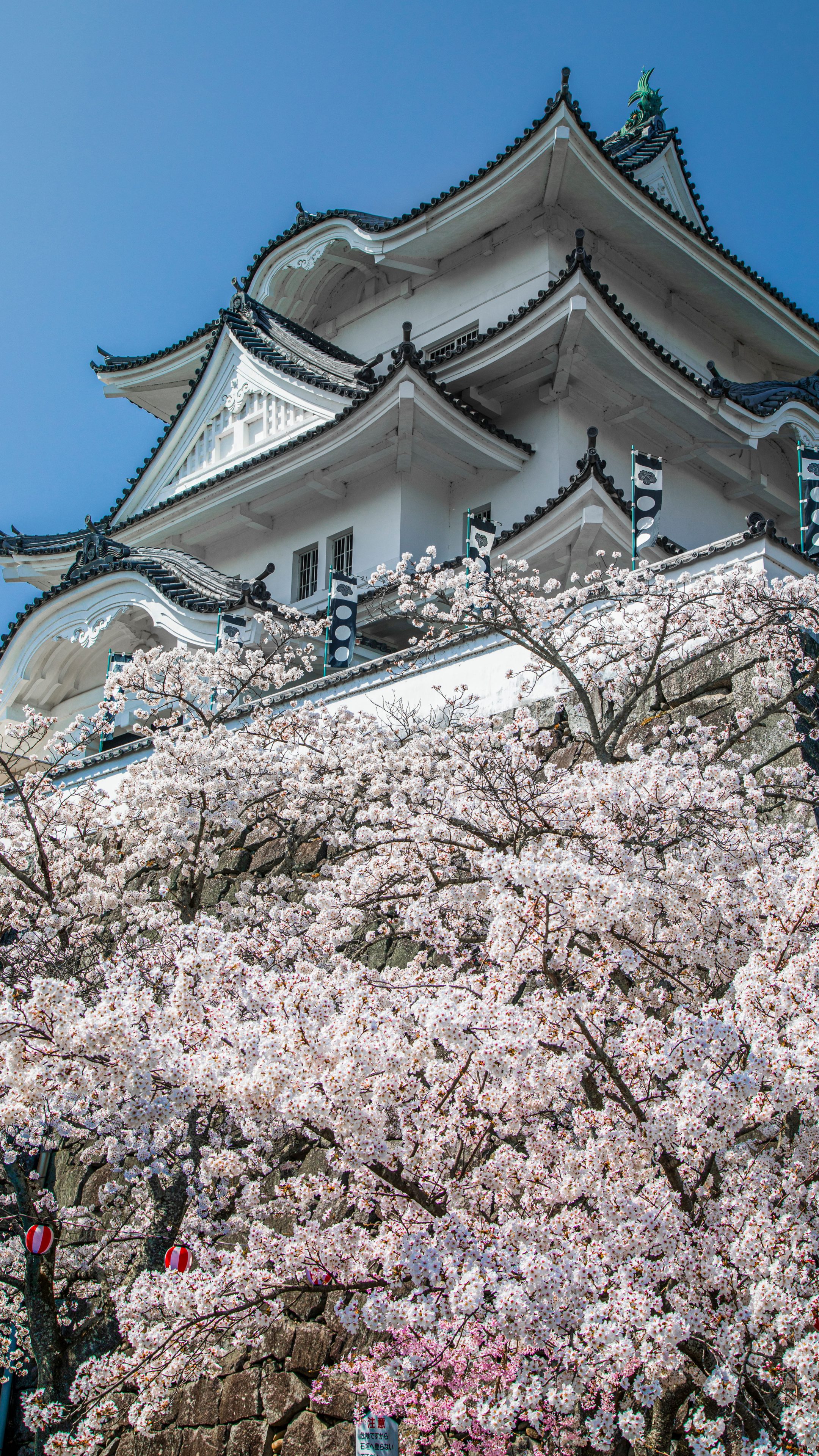 無料スマホ壁紙 桜に包まれた天守台。AndroidとiPhoneに対応した4K高画質の無料待ち受け画像。三重県伊賀市の伊賀上野城で撮影したフリー写真素材