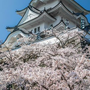 伊賀上野城の写真「桜に包まれた天守台」