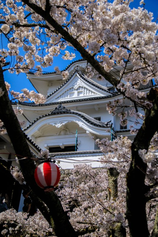 伊賀上野城の写真「桜に包まれた伊賀上野城」