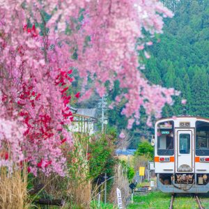 名松線の写真「花桃のある終点」