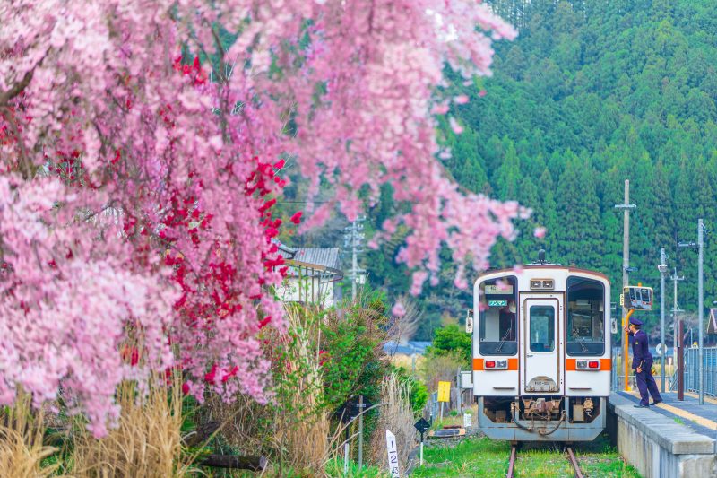 名松線の写真「花桃のある終点」