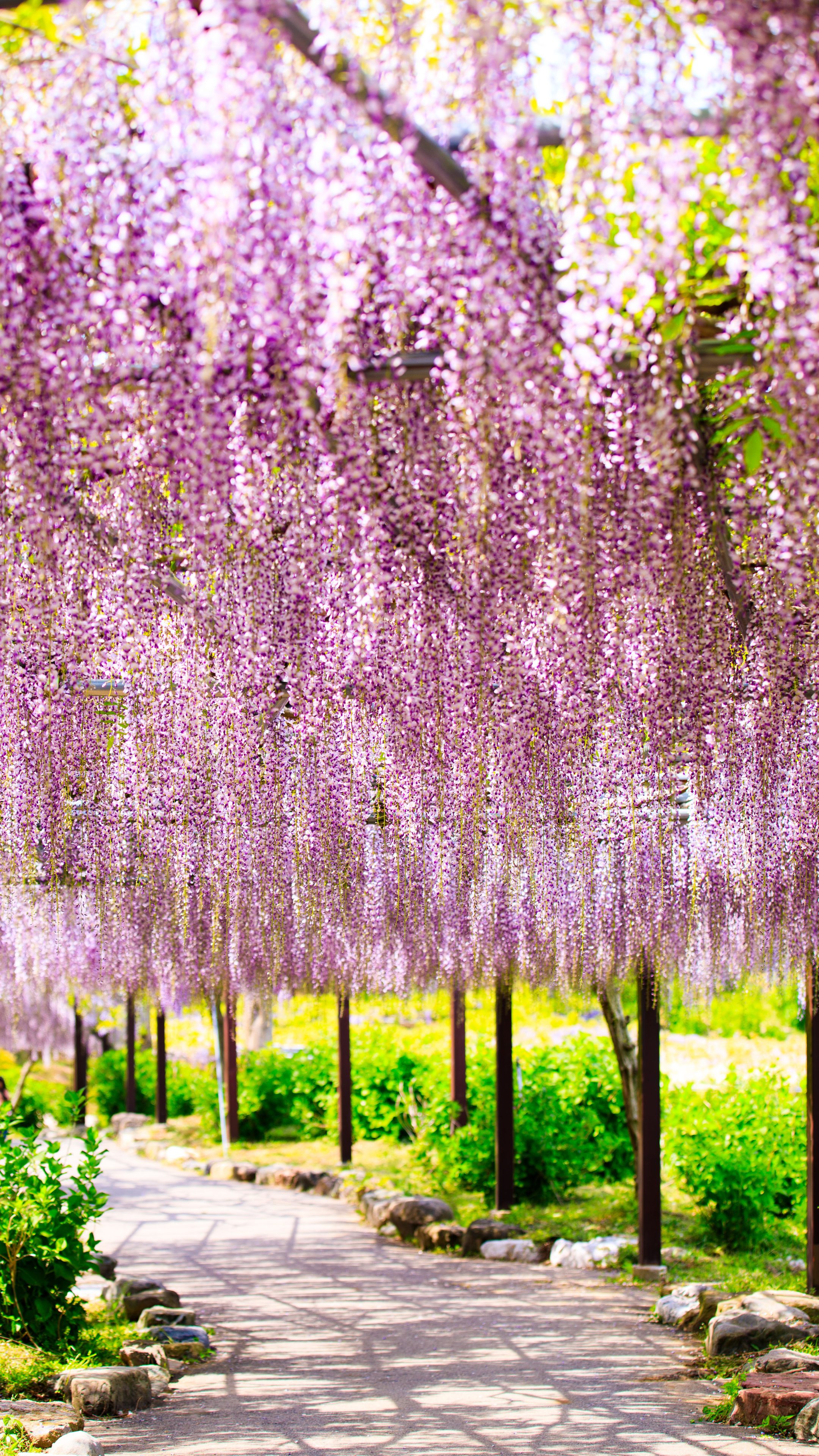 無料スマホ壁紙 藤のシャンデリア。AndroidとiPhoneに対応した4K高画質の無料待ち受け画像。三重県津市のかざはやの里で撮影したフリー写真素材