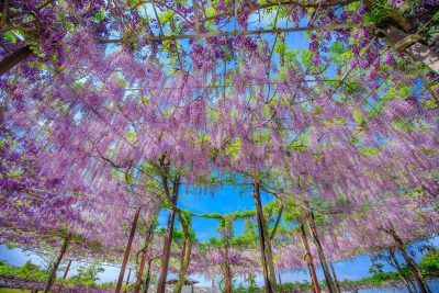 かざはやの里の写真「九画三段円の藤棚」