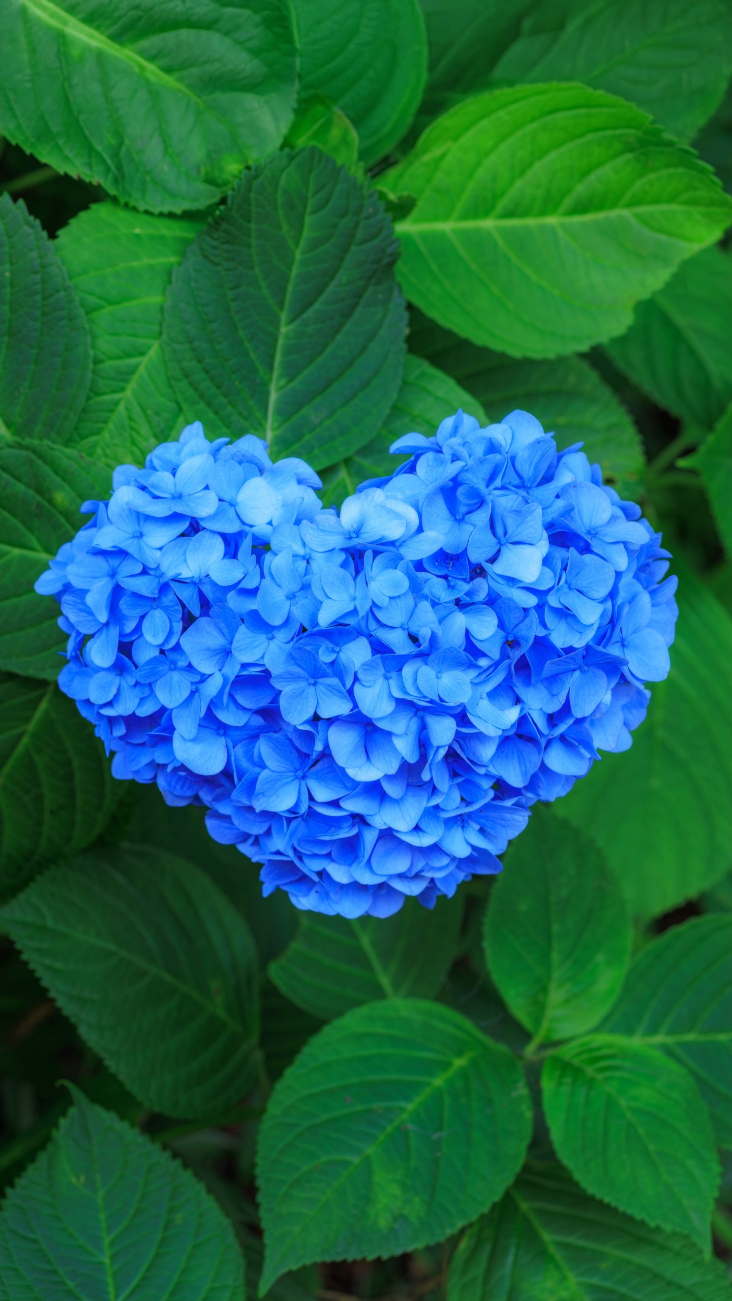 無料スマホ壁紙 ハートの青い紫陽花。AndroidとiPhoneに対応した4K高画質の無料待ち受け画像。三重県津市のかざはやの里で撮影したフリー写真素材