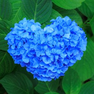 かざはやの里の写真「ハートの青い紫陽花」