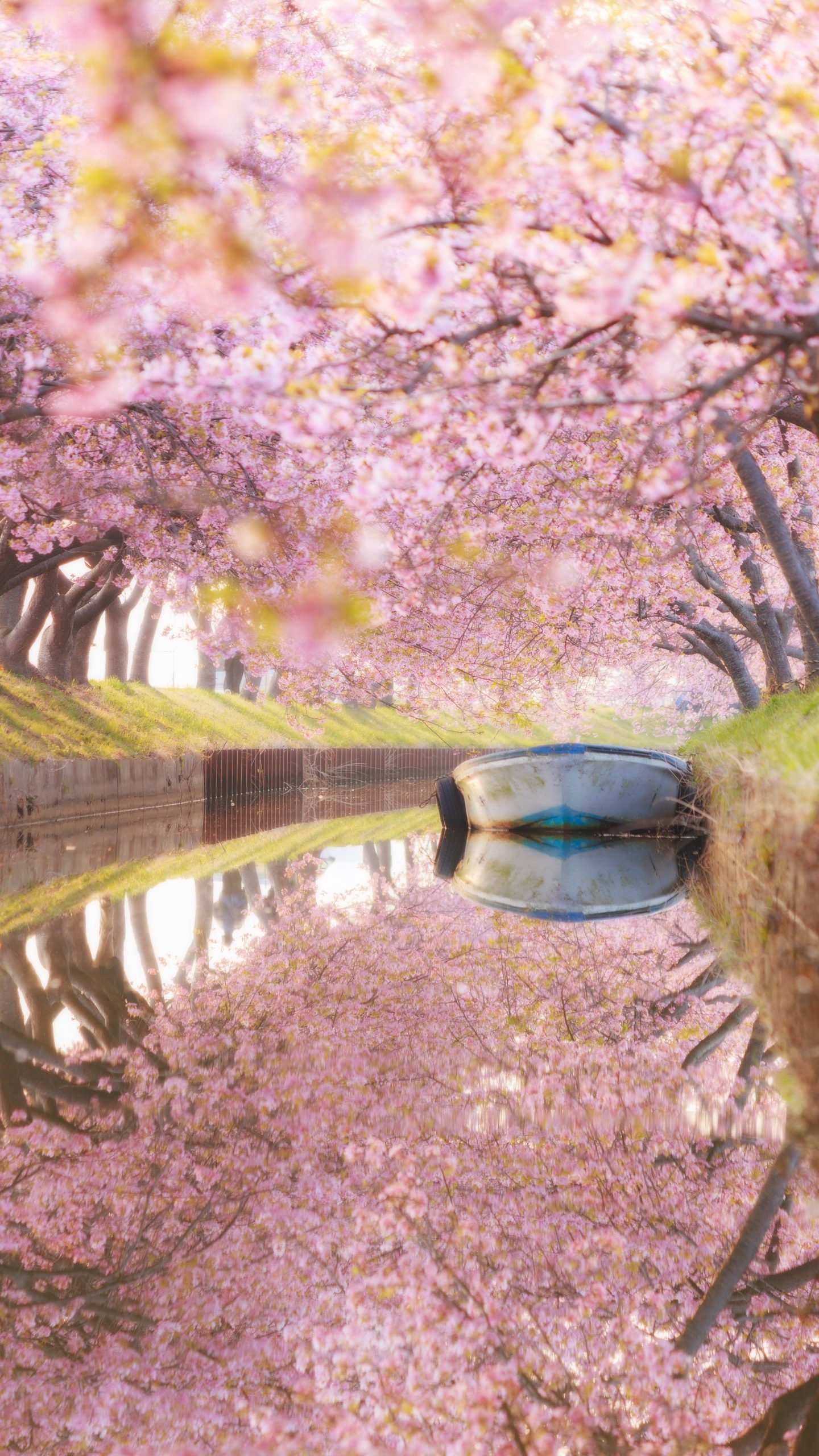 無料スマホ壁紙 春爛漫のリフレクション。AndroidとiPhoneに対応した4K高画質の無料待ち受け画像。三重県松阪市の笠松河津桜ロードで撮影したフリー写真素材