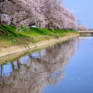 無料スマホ壁紙 鍋田川に映る桜並木と青空。AndroidとiPhoneに対応した4K高画質の無料待ち受け画像。三重県木曽岬町の鍋田川堤桜並木で撮影したフリー写真素材