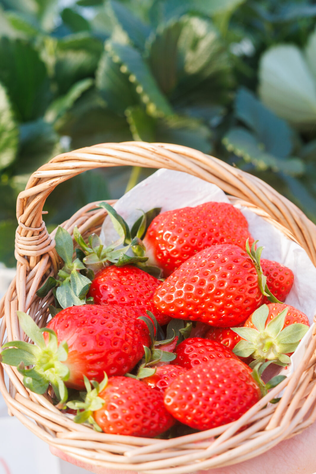 無料スマホ壁紙 可愛いイチゴのおしゃれバスケット。AndroidとiPhoneに対応した4K高画質の無料待ち受け画像。三重県三重グルメのかおり野で撮影したフリー写真素材