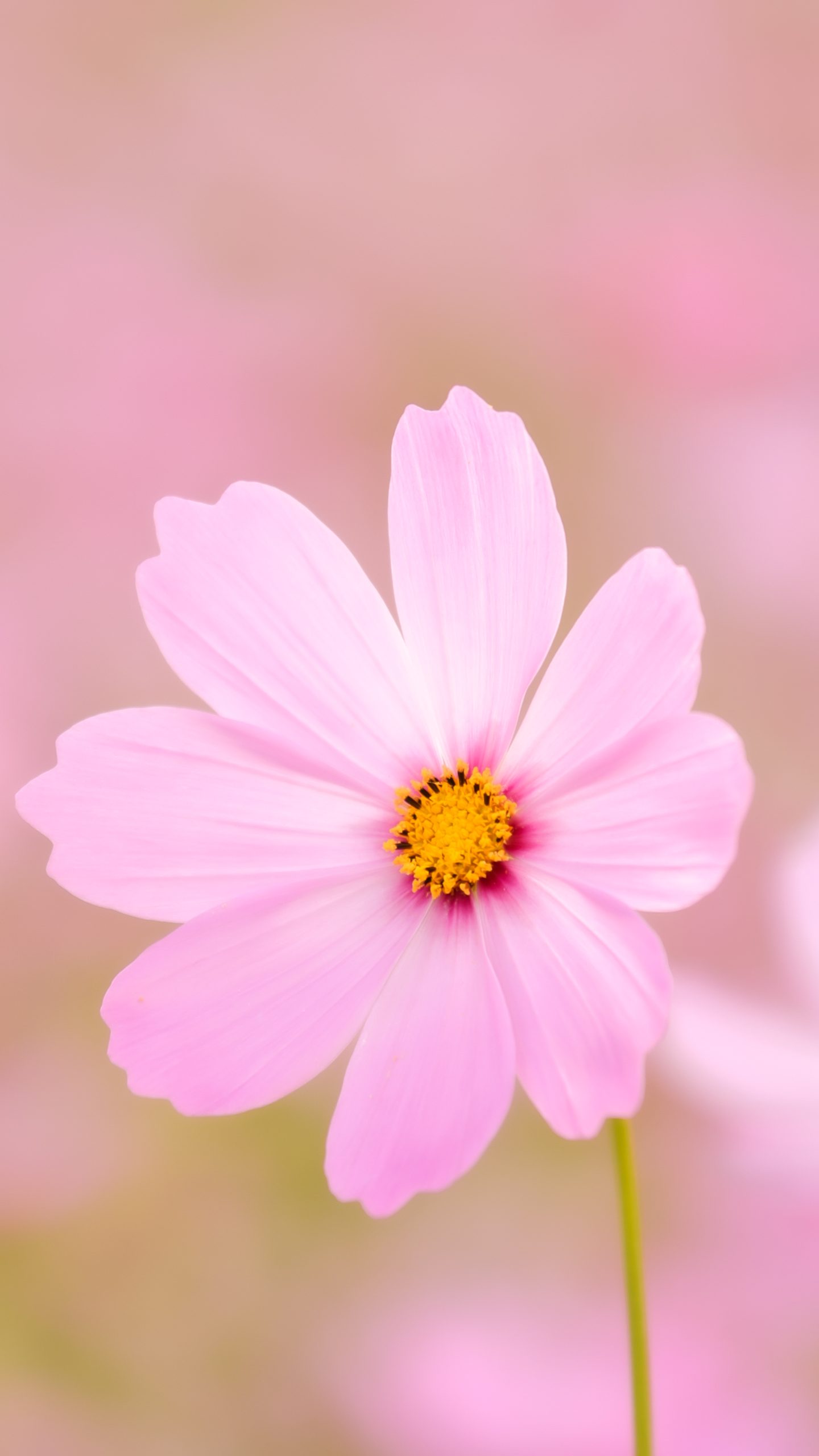 無料スマホ壁紙 大きく花開くピンク色のコスモス。AndroidとiPhoneに対応した4K高画質の無料待ち受け画像。三重県津市のかざはやの里で撮影したフリー写真素材