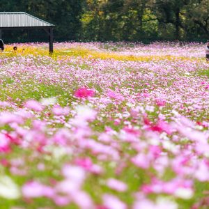 無料壁紙 コスモス畑を散策する人々。PCとデスクトップ壁紙に最適な4K高画質の無料壁紙。三重県津市のかざはやの里で撮影したフリー写真素材