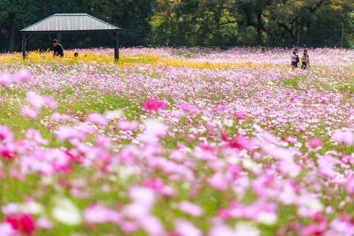 無料壁紙 コスモス畑を散策する人々。PCとデスクトップ壁紙に最適な4K高画質の無料壁紙。三重県津市のかざはやの里で撮影したフリー写真素材