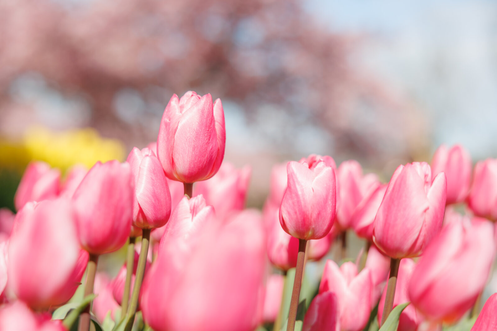 春の壁紙70選 🌷 桜・ネモフィラ・チューリップの写真など、おしゃれな壁紙を無料ダウンロード✨