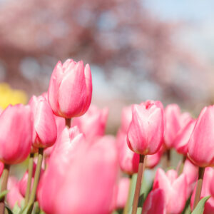 春の壁紙70選 🌷 桜・ネモフィラ・チューリップの写真など、おしゃれな壁紙を無料ダウンロード✨