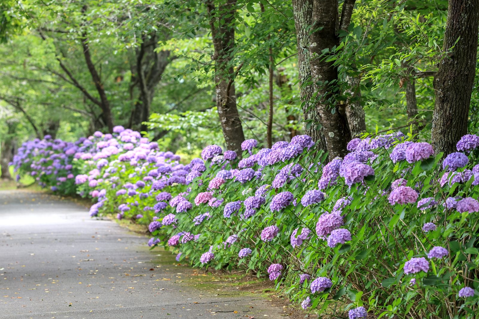 宮リバー度会パークの写真「300株の紫陽花ロード」