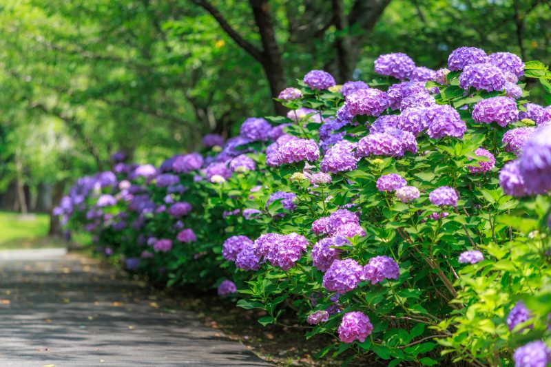 宮リバー度会パークの写真「紫の紫陽花ロード」