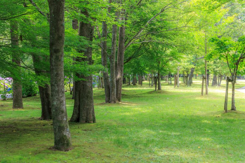 宮リバー度会パークの写真「遊歩道近くの芝生」
