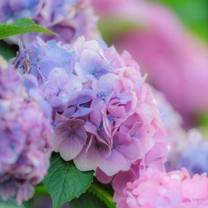 かざはやの里の写真「シャビーシックな紫色の紫陽花」