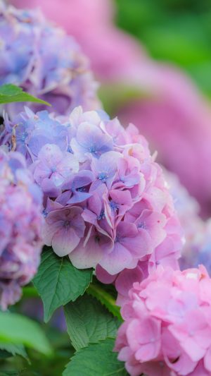 無料スマホ壁紙「シャビーシックな紫色の紫陽花」