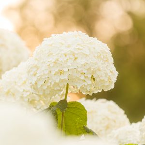 かざはやの里の写真「温かい木漏れ日のアナベル」