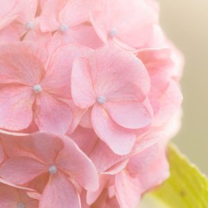 かざはやの里の写真「レトロでフワッと映る紫陽花」