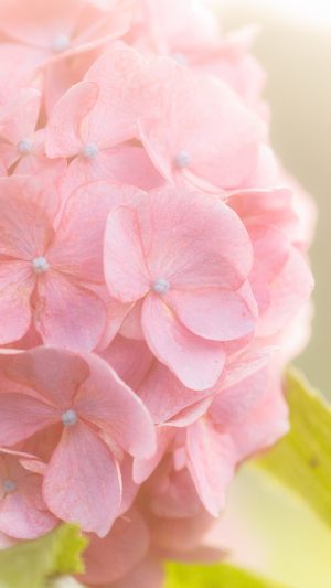 無料スマホ壁紙「レトロでフワッと映る紫陽花」