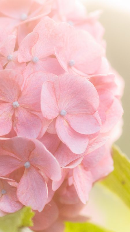 無料スマホ壁紙「レトロでフワッと映る紫陽花」
