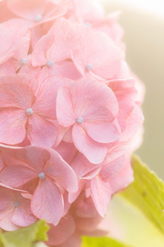 かざはやの里の写真「レトロでフワッと映る紫陽花」