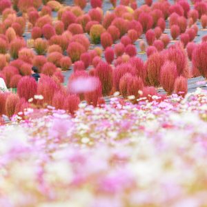 無料壁紙 電話ボックスとコキアとコスモス。PCとデスクトップ壁紙に最適な4K高画質の無料壁紙。三重県志摩市の志摩市観光農園で撮影したフリー写真素材