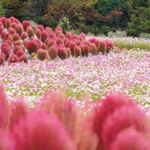 無料壁紙 コスモス畑とコキアと紅葉。PCとデスクトップ壁紙に最適な4K高画質の無料壁紙。三重県志摩市の志摩市観光農園で撮影したフリー写真素材