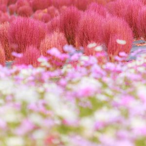 運気が上がる待ち受け コキアとコスモスの共演。AndroidとiPhoneに対応した4K高画質の無料スマホ壁紙。三重県志摩市の志摩市観光農園で撮影したフリー写真素材